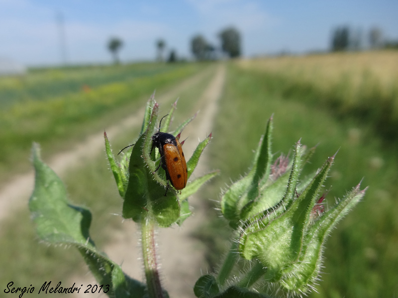 Meloidae da id.: Euzonitis quadrimaculata